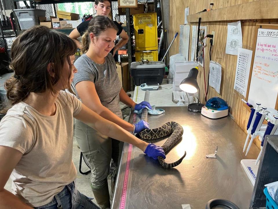 Students prepare a captured eastern diamondback rattlesnake for tagging at U.S. Marine Corps Recruit Depot Paris Island.