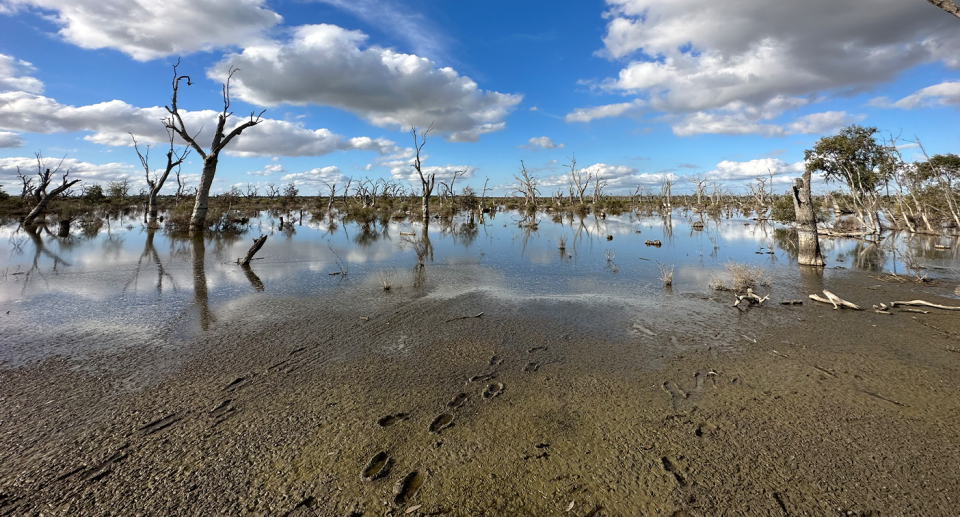 An expansive shot from the banks of Lake Wooroonook. Muddy footprints lead into the water.