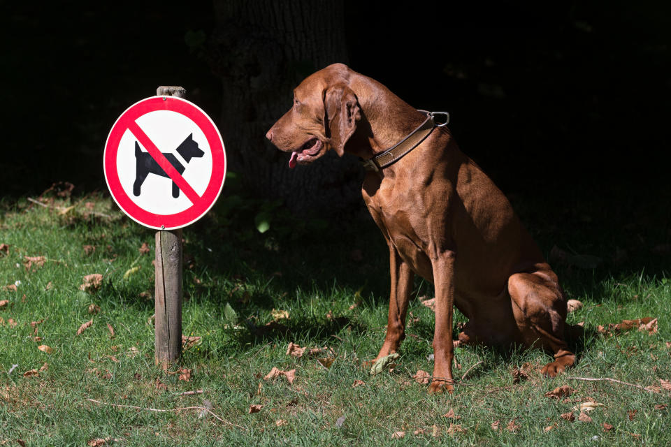 dog peeing next to a don't pee sign
