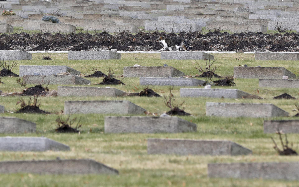 A cat walks through the cemetery of the former Nazi concentration camp in Terezin, Czech Republic, Thursday, Jan. 24, 2019. A unique collection of some 4,500 drawings by children who were interned at the Theresienstadt concentration camp during the Holocaust now displayed in the Pinkas Synagogue, still attracts attention even after 75 years since their creation. The drawings depict the everyday life as well hopes and dreams of returning home. (AP Photo/Petr David Josek)