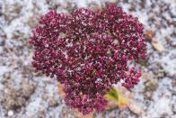 <p>Sedum, also known as ice plants, are fantastic clusters of bright flowers. An excellent option for borders, and very easy to look after, Sedum is drought resistant and requires very little watering. There is also little or no incidence of disease or insect infestation, making this hardy plant a perfect choice if you’re a slightly neglectful gardener. Withstanding temperatures up to -20℃ and producing flowers from August to October, Sedum is beloved by pollinators in the late summer. We especially admire the ‘Autumn Joy’ variety which is a gorgeous deep pink colour. Not only is it low-maintenance, but it’s also a show stopper. Win, win!</p><p><strong>SHOP NOW...</strong></p><p>• <a href="https://www.crocus.co.uk/plants/_/hylotelephium-herbstfreude-group-herbstfreude/classid.3591/" rel="nofollow noopener" target="_blank" data-ylk="slk:Sedum 'Autumn Joy' via Crocus;elm:context_link;itc:0;sec:content-canvas" class="link ">Sedum 'Autumn Joy' via Crocus</a></p><p>• <a href="https://www.primrose.co.uk/-p-136329.html" rel="nofollow noopener" target="_blank" data-ylk="slk:Sedum 'Purple Emperor' via Primrose;elm:context_link;itc:0;sec:content-canvas" class="link ">Sedum 'Purple Emperor' via Primrose</a></p>