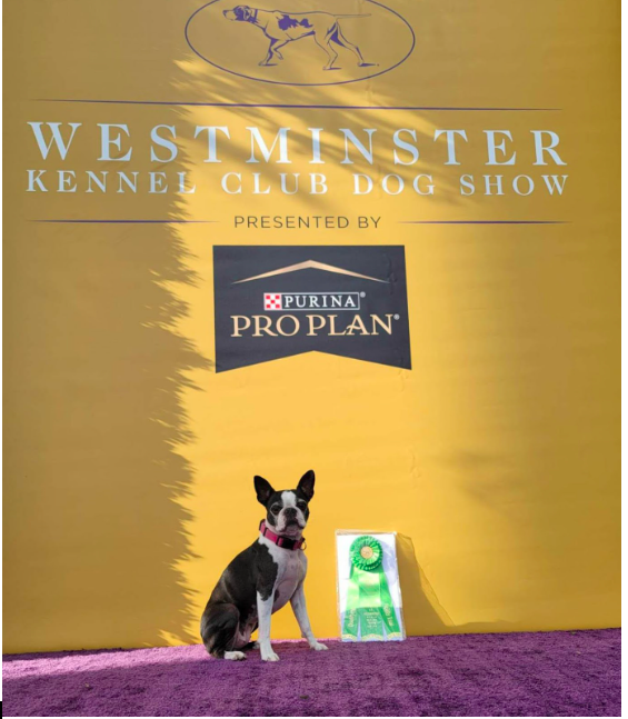 Frankie, a seven-year-old Boston Terrier showcasing her ribbon from her run in the 10th annual Westminster Masters Agility Championship in Queens, NY.