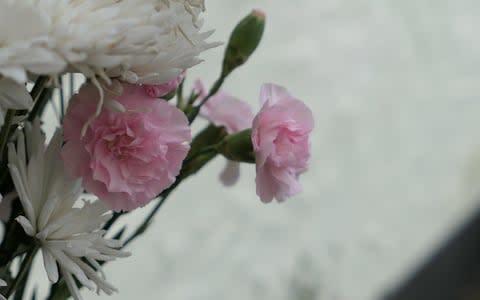 Pink Flowers - Credit: Matthew Field/Telegraph