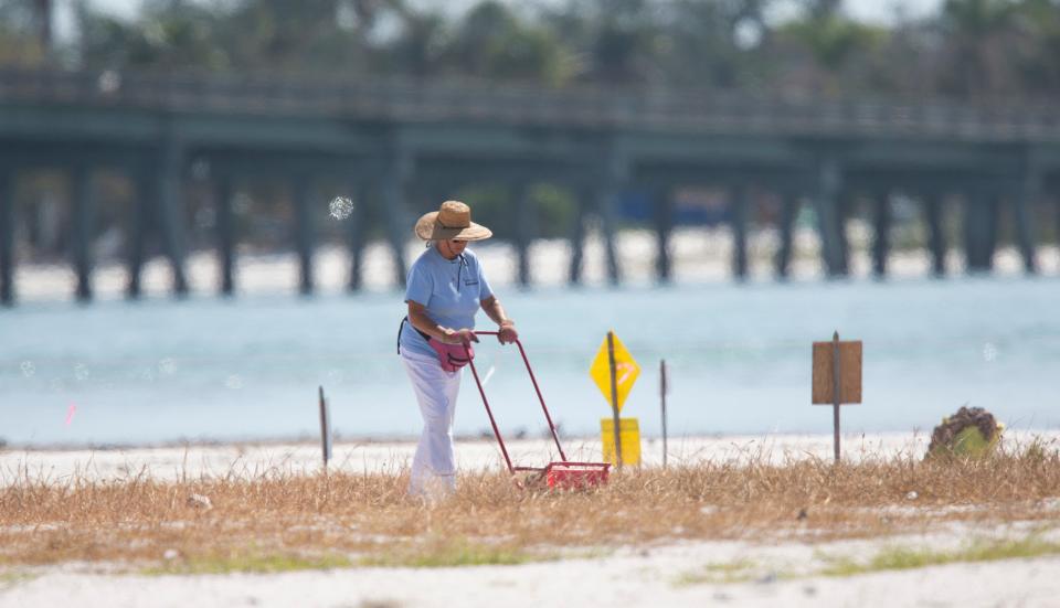 Karen Doyle, a volunteer for Audubon Florida removes sand spurs using a sticker burr roller on the south end of Fort Myers Beach on Friday, May 5, 2023. The area is nesting spot for several shorebirds including black skimmers, snowy plovers, least terns and WilsonÕs plovers. They are removing the burrs because they get attached to the chicks, especially skimmer chicks which is believed to contribute to septic arthritis.  