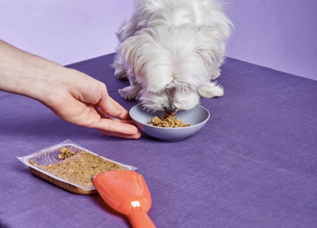 Wet vs. Dry Cat Food: Which Is the Best Option? - PureWow