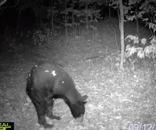 The bear is able to easily navigate on its hind legs, and bend down to forage for food on the ground. USA Today