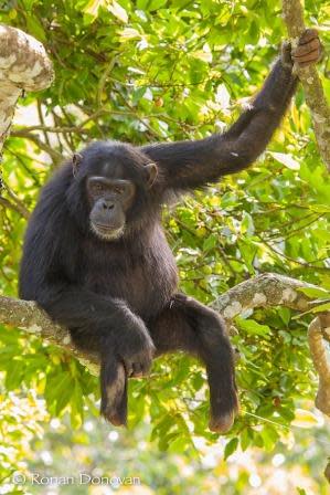 An adult male chimpanzee moves along a branch. Photo: Maureen McCarthy.