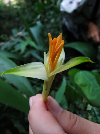 Musa Nanensis, a rare banana species, is pictured in this handout picture received by Reuters on December 18, 2016. WWF/Sasivimon Swangpol/Handout via Reuters