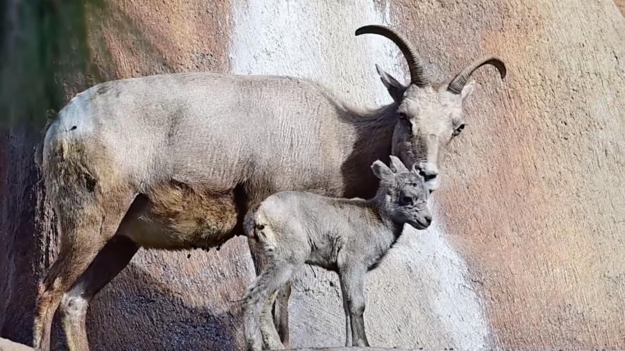 A bighorn sheep lamb is seen with an older member of the herd in an image taken from video provided by the Los Angeles Zoo via Facebook on April 18, 2024.