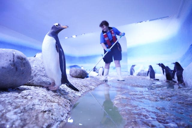 Penguins at the aquarium