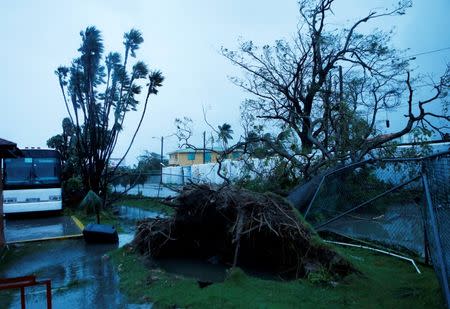 Trees fall after Hurricane Earl hits, in Belize City, Belize August 4, 2016. REUTERS/Henry Romero