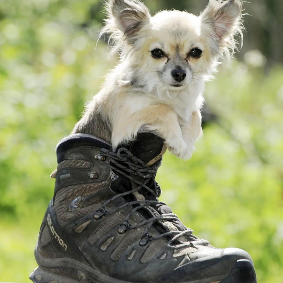 Daisy, Britain's unofficial smallest dog title holder, is 8.5 inches tall, three inches taller than Della