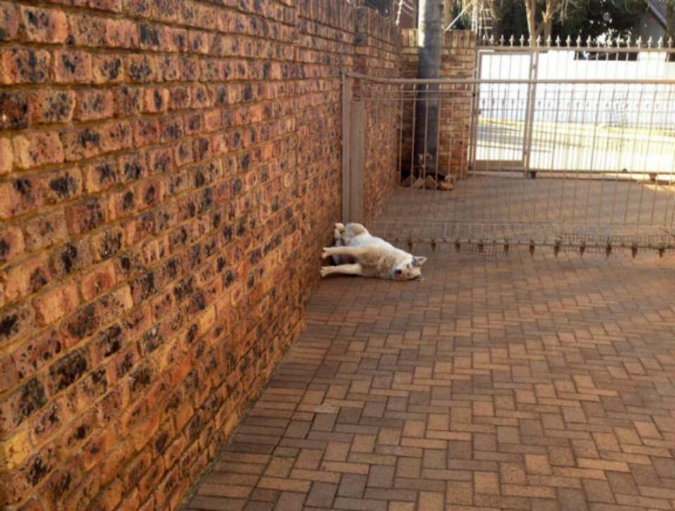 No estás viendo la foto al revés, si Isaac Newton levantara la cabeza... (Foto: Reddit / <a href="https://old.reddit.com/r/AnimalsBeingDerps/comments/6909fj/my_dog_cant_get_gravity_right/" rel="nofollow noopener" target="_blank" data-ylk="slk:soniakaponia;elm:context_link;itc:0;sec:content-canvas" class="link ">soniakaponia</a>)