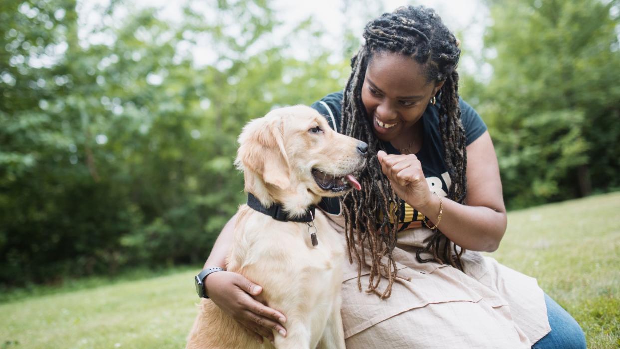  Golden retriever with woman. 