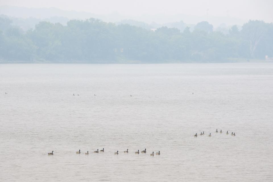 Canadian geese float on the Illinois River in hazy weather Tuesday, June 27, 2023 in Peoria.