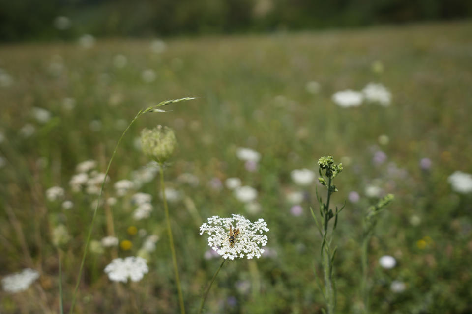 A bee searches for pollen on a flower in the village of Gornje Nedeljice, in the fertile Jadar Valley in western Serbia, Tuesday, Aug. 6, 2024. (AP Photo/Darko Vojinovic)