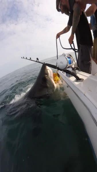 Huge great white shark surprises stunned New Jersey fishermen