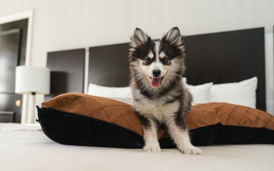 Gregory Hotel NYC dog friendly pet friendly