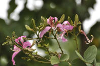 Variegated Bauhinia & Purple Bauhinia (Bauhinia variegata & Bauhinia purpurea) are similar looking trees, quite hard to tell apart, except for the color of the flowers which vary from pale pink to purple. It is a small tree and is cultivated in gardens. The tree has flat pods that split open with force to scatter seeds when they are ripe. The leaves have a split in between, like a hoofprint. It is locally known as 'Basavanapada'. Lalbagh and Cubbon Park are the best places to spot this tree.<br><br>Photographer, traveler and wildlife enthusiast <b>RADHA RANGARAJAN</b> loves to wander, camera in tow. An aesthete, her forte is creative and offbeat compositions. Radha has presented her images in many forums and publications. Faces intrigue her and she loves to tell stories through her photographs. Birds, butterflies, trees, leaves and shafts of light fuel her imagination. Besides nature and wildlife photography, she enjoys traveling and making images of people and places. Enjoy more of her work at her <a href="http://radha-rangarajan.blogspot.in/" rel="nofollow noopener" target="_blank" data-ylk="slk:blog;elm:context_link;itc:0;sec:content-canvas" class="link ">blog</a>