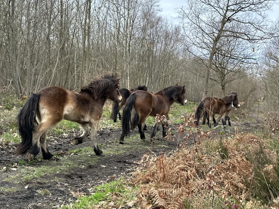 Exmoor ponies