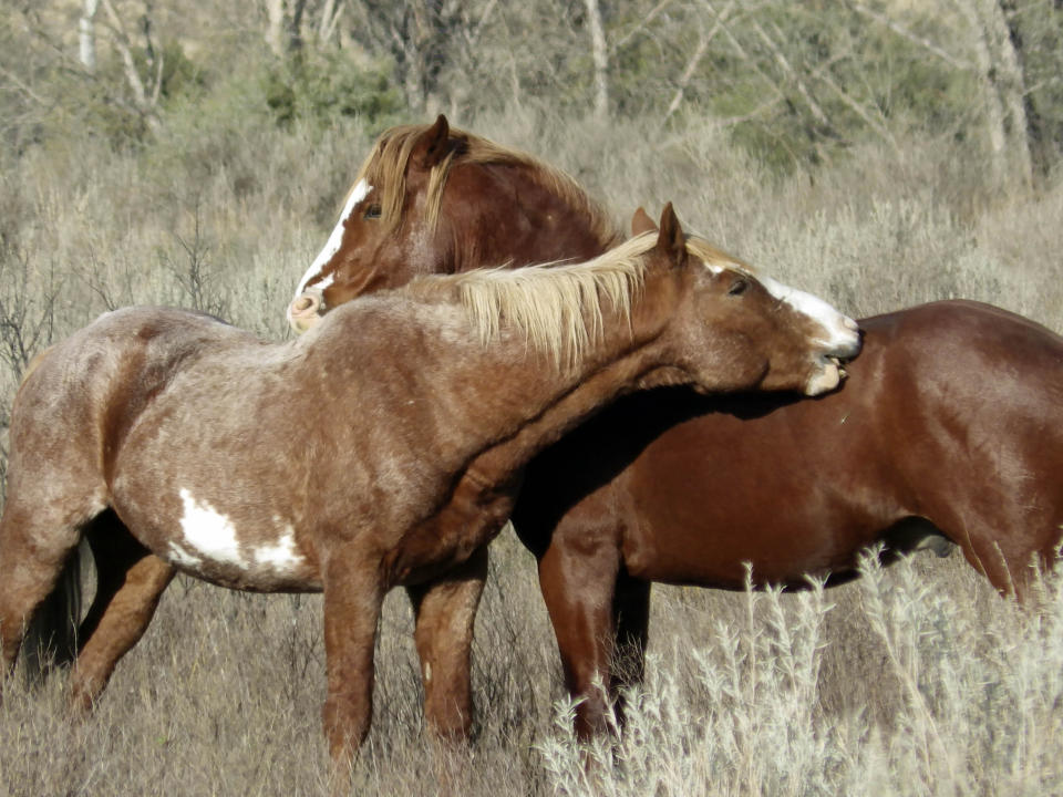 Two wild horses stand near each other by Peaceful Valley Ranch in Theodore Roosevelt National Park on Saturday, Oct. 21, 2023, near Medora, N.D. Park visitors can often see the horses while driving or hiking in the scenic Badlands of the area. Wild horse advocates fear the National Park Service will decide to remove the horses from the park. Park officials are evaluating the horses' future and have proposed taking no action or reducing them to zero in expedited or gradual approaches. (AP Photo/Jack Dura)