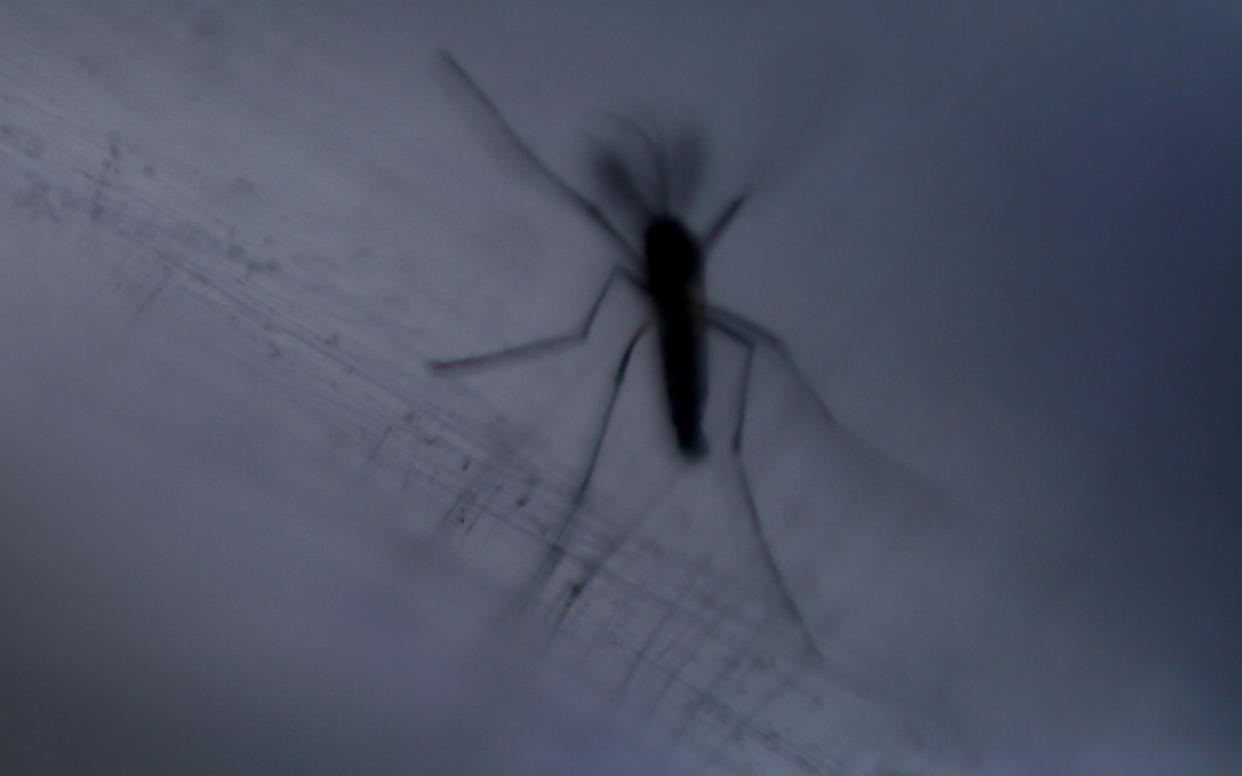 Dengue is spread by the Aedes aegypti mosquito in the Caribbean - REUTERS