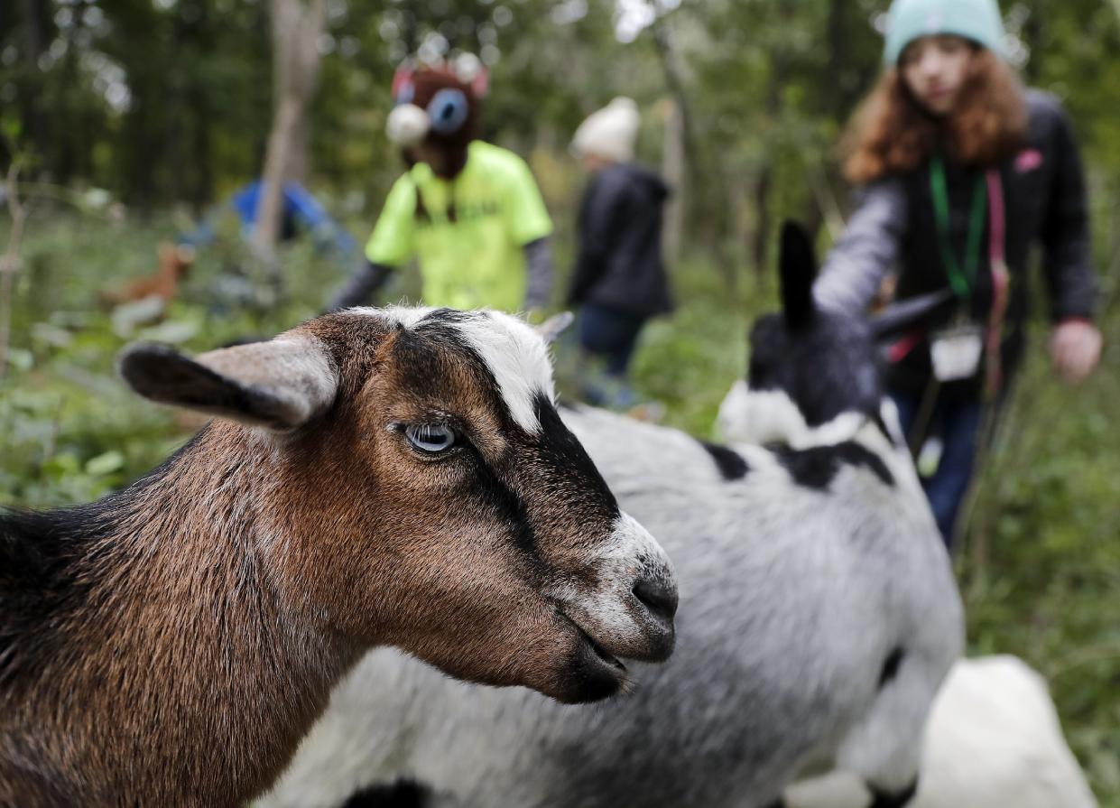 A goat from Mulberry Lane Farm, at Kaukauna's 1000 Islands Environmental Center on Sept. 27, 2022, in Kaukauna, Wis. The nature center is using goats to help with invasive species control.