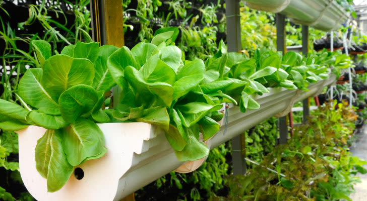 Lettuce plants on vertical farming shelf in an indoor garden