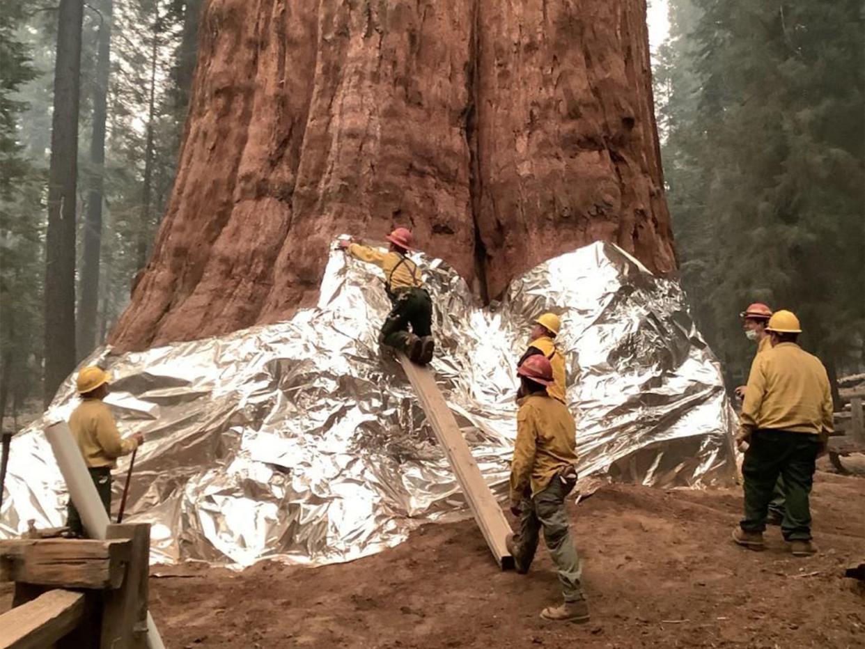 In this picture released by the National Park Service on September 17, 2021, wildland firefighters apply structure wrap to giant sequoias on the KNP Complex fire in the Sequoia National Park, California. - Firefighters battling to protect the world's biggest tree from wildfires ravaging the parched United States said on September 17 they are optimistic it can be saved. Flames are creeping closer to the majestic General Sherman and other giant sequoias, as man-made climate change worsens California's fearsome fire season.