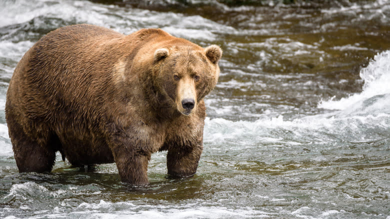 Alaskan brown bear in stream
