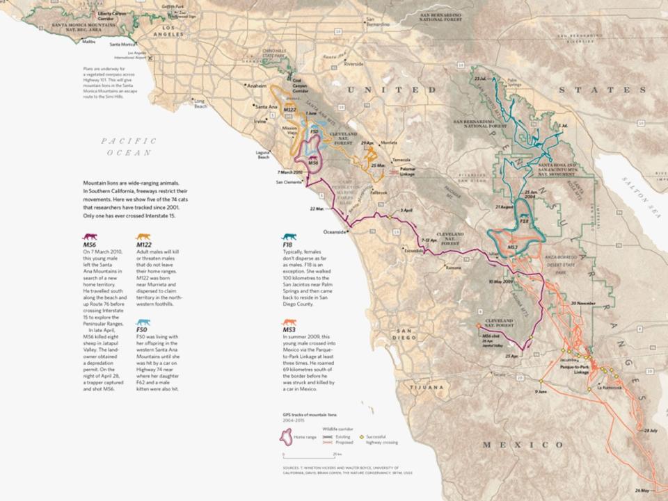 Here, the authors mapped the movement of five mountain lions in Southern California across manmade barriers like highways. Yellow diamonds represent successful freeway crossings.