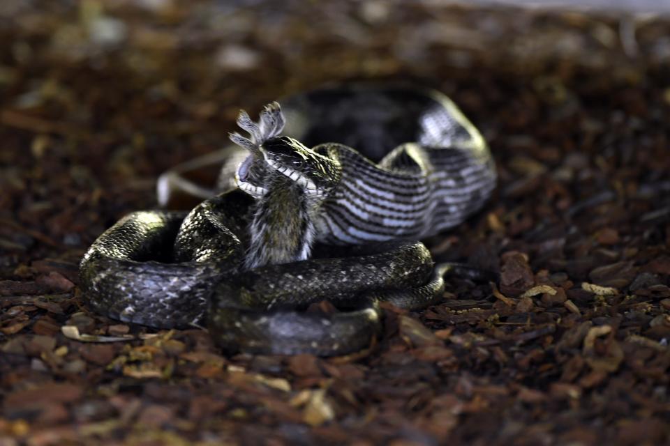 A rat snake eats a squirrel at the Par 3 course during a practice round of the 2019 Masters Tournament held in Augusta, GA at Augusta National Golf Club on Wednesday, April 10, 2019.