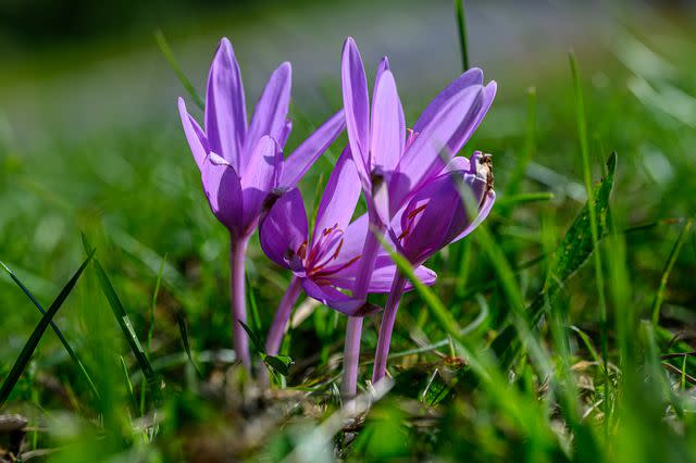 <p>Peter Buchacher / Getty Images</p> Colchicum