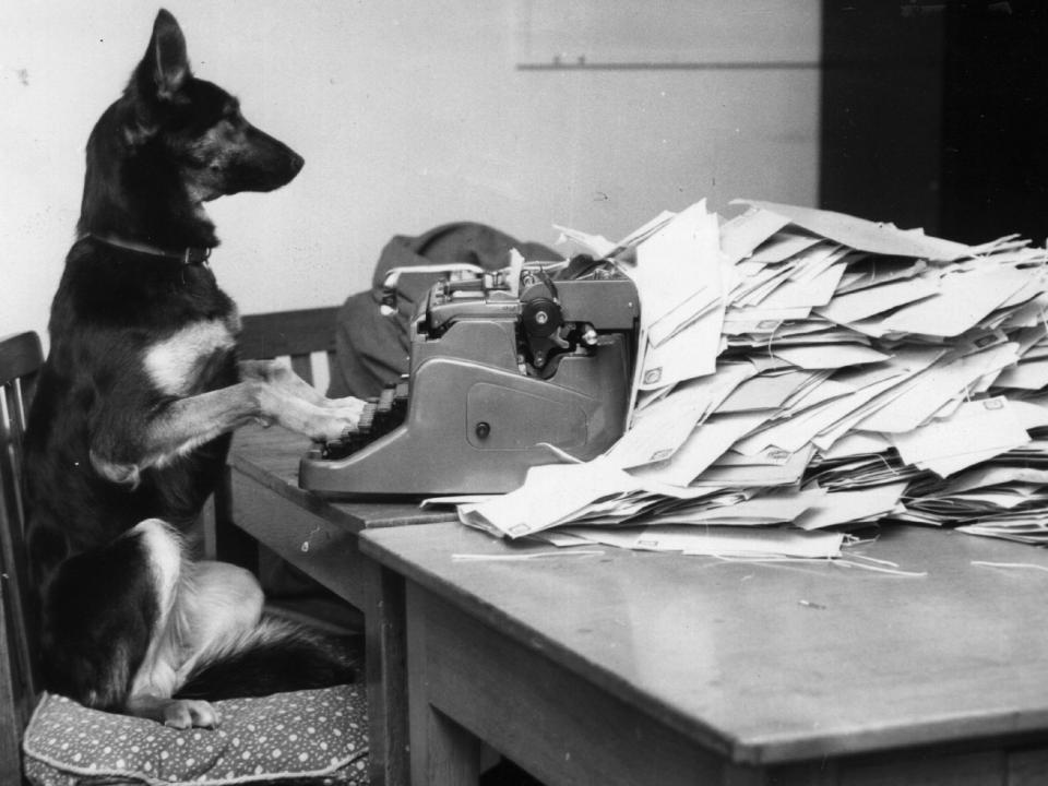 dog typewriter