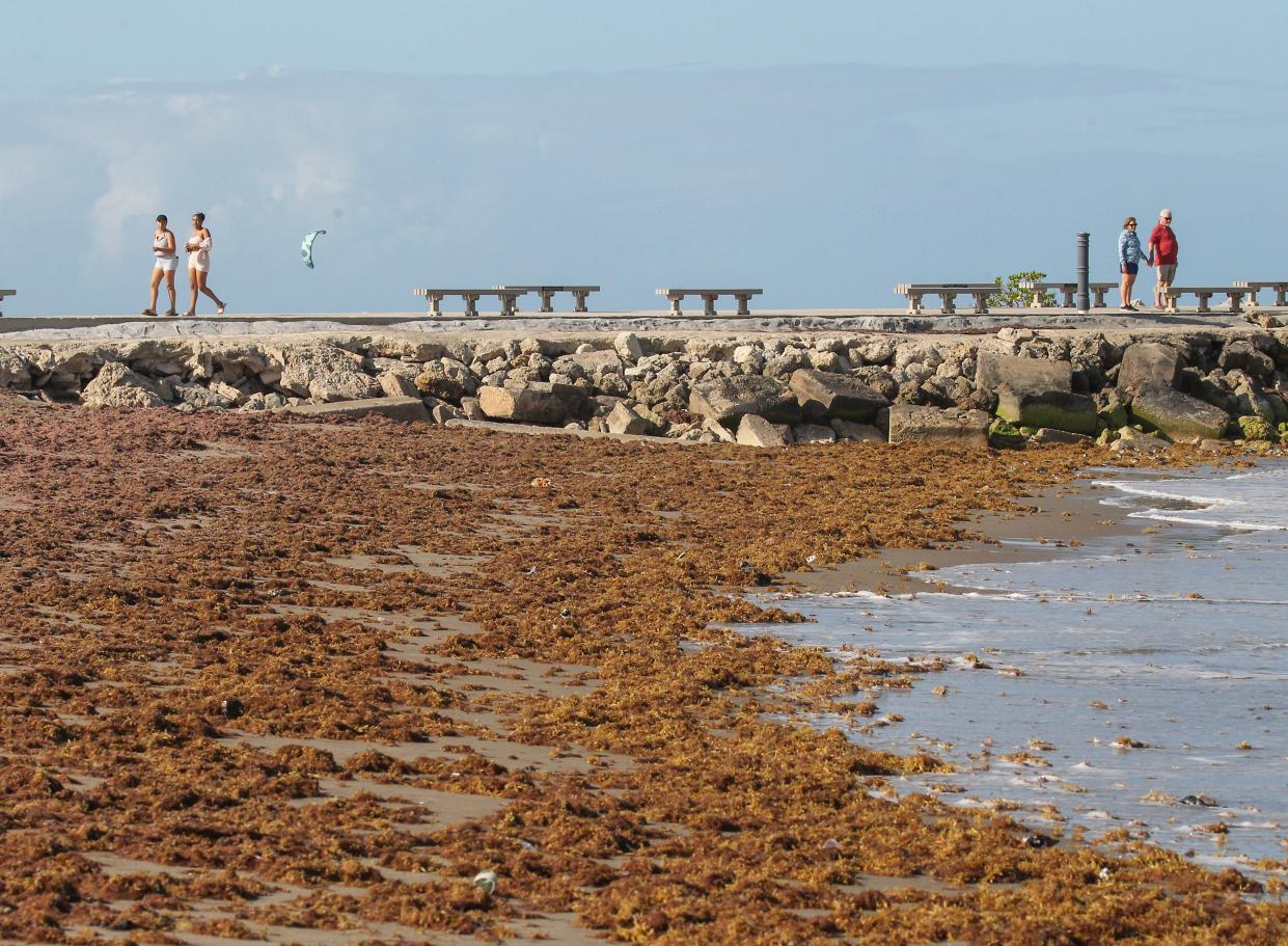 Sargassum seaweed has washed up along Fort Pierce Beach at Jetty Park from the ocean waves on Monday, April 29, 2024, in Fort Pierce. Along with the Sargassum seaweed, plastic trash and several Portuguese Man o‘ war were seen washed up along the shoreline.