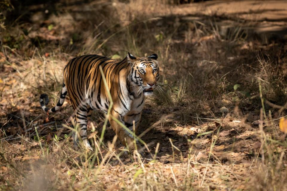 A tiger’s stripes can help it blend in with the surrounding environment – making it harder for prey to see. <a href="https://www.gettyimages.com/detail/photo/wild-royal-bengal-female-tiger-on-prowl-for-royalty-free-image/1366964135?adppopup=true" rel="nofollow noopener" target="_blank" data-ylk="slk:Sourabh Bharti/iStock via Getty Images Plus;elm:context_link;itc:0;sec:content-canvas" class="link ">Sourabh Bharti/iStock via Getty Images Plus</a>