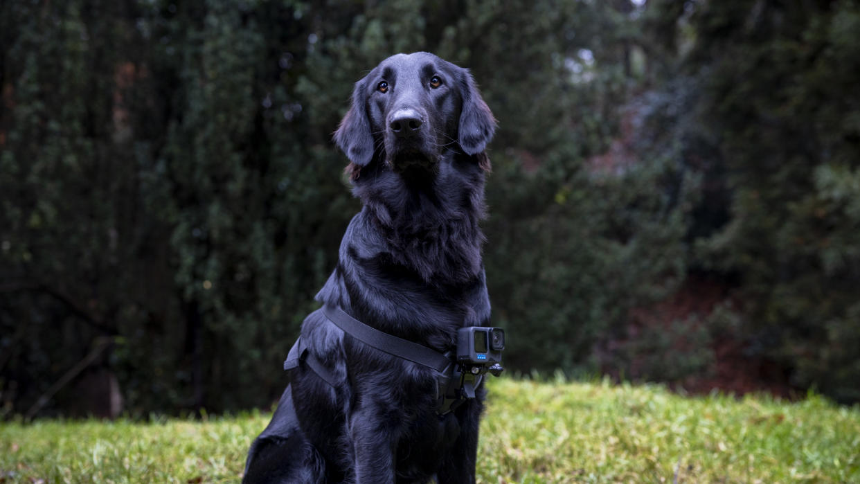  The GoPro Fetch Harness on a black Flatcoated Retriever in a park. 