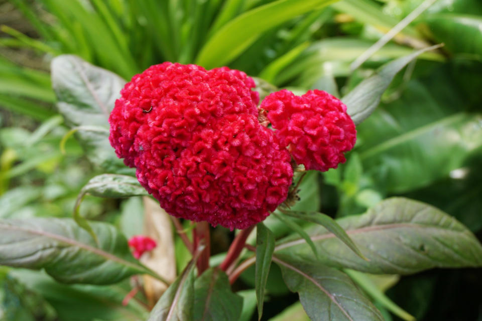 Cockscomb. (Photo:Pongsak Sriputtha / EyeEm/ Getty Images)