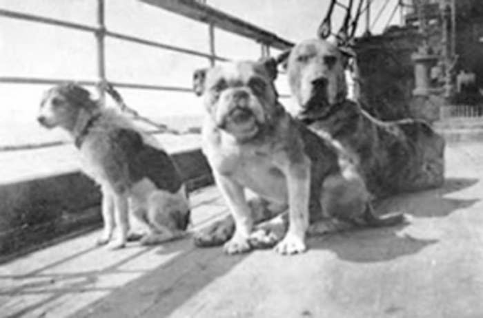 Three dogs on the deck of the Titanic