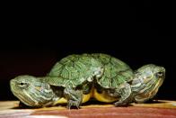 A two-headed red slider turtle is displayed at Big Al's Aquarium Supercenter in East Norriton, Pa., Wednesday, Sept. 26, 2007. (AP Photo/Matt Rourke)