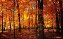 <p>Orange and yellow leaves fill this undisclosed forest with fiery hues.</p><p>Photo: Flickr/<a href="https://www.flickr.com/photos/101203096@N03/9719969976/in/photolist-gKdbtZ-8XoRdF-fNVorf-LxADDZ-StJnap-gTy594-8RuMVC-28Zm5xW-21qypXG-C4f7No-oSThiM-hphg6s-AU61C1-oSrGWX-e64SE9-gQj9cc-dkNWrV-ZGtUE1-pB8Ck7-2cDJPQH-PYJHvY-drReoL-ZkjKb3-YNupk1-bdpWMt-7h3t8w-hWVps7-jZEjX2-hEkS9r-pPN567-aEheBB-Ruzbxh-2agYGa3-jjQMKx-aJHCNM-RYKPL8-qe3aM-NdNgNQ-dhjbqD-oRjfLw-7dPW1K-qyixj7-UuKV7H-AG6iXW-pKUUAk-zqFavh-8HmEa4-2axhzq5-Yvhehv-D5vU25" rel="nofollow noopener" target="_blank" data-ylk="slk:Momiji Akiko;elm:context_link;itc:0;sec:content-canvas" class="link ">Momiji Akiko </a></p>