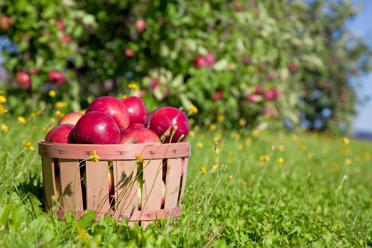 Autumn view from the farm's apple harvest.