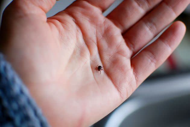 Not sure what to do (or if you even need to care) about ticks? This guide is for you.