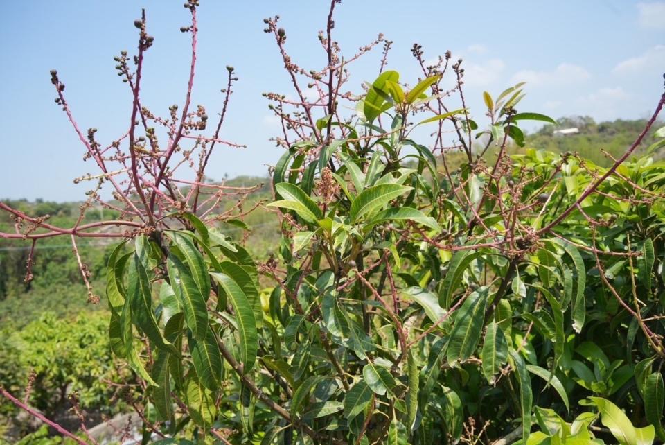 今年南部芒果產期遇焚風、溫差大，許多農民反映開花慢、結實率差。   圖：郭國文服務處提供