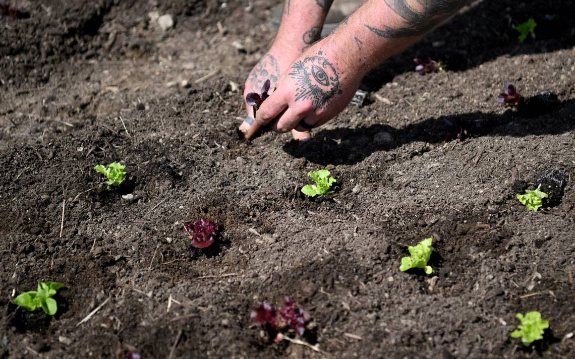 Chris Hench transplants lettuce at Blackbranch Farm on Tuesday, April 9, 2024. All the field are hand-tended and no-till.