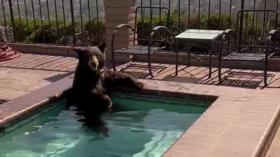 A bear sits in a jacuzzi in Burbank as police watch from afar in this video shared by the Burbank Police Department on July 28, 2023.