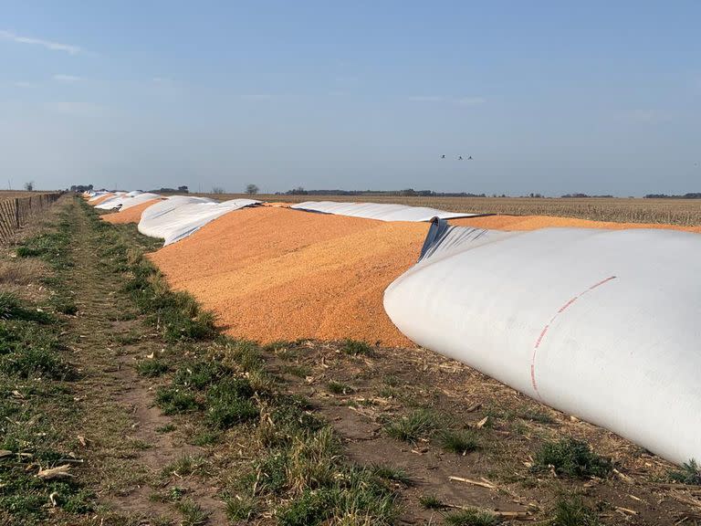 Rompieron 11 silobolsas de 180 toneladas de maíz.