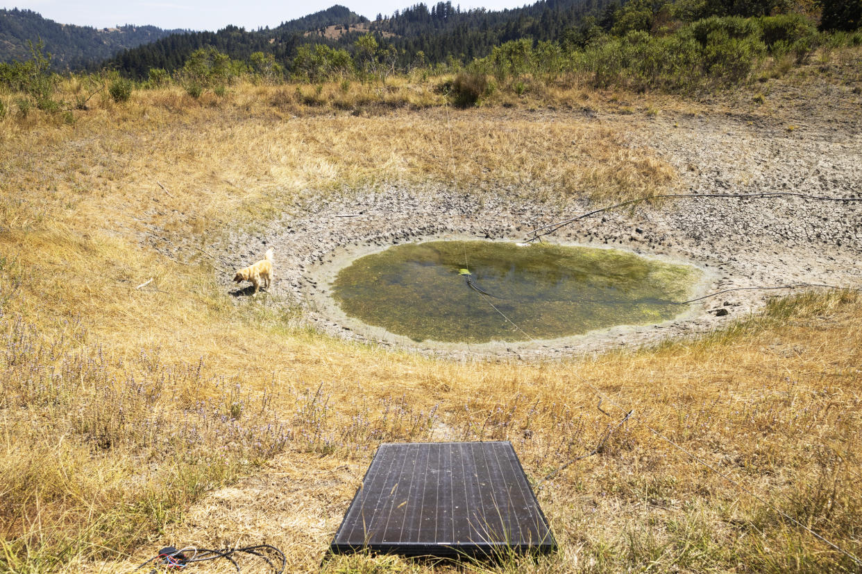 A golden retriever named Amber stands near a rain catchment pond that's nearly dry in Humboldt County, Calif. (John Brecher / for NBC News)