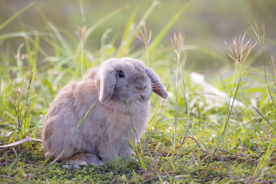 rabbit breeds holland lop