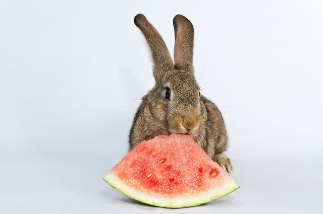 <p>Getty Images/zhaojiankang</p> Watermelon can be a refreshing summer treat for a rabbit.